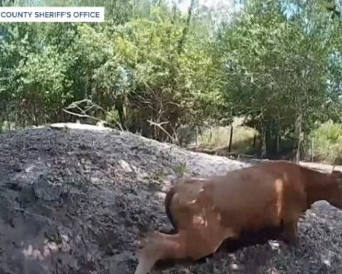Man charged with animal cruelty for shooting neighbor's pregnant cow