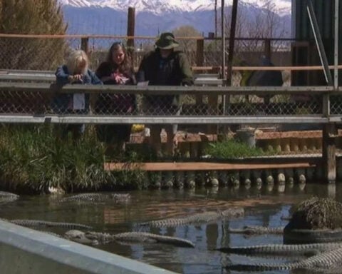 Colorado celebrity alligator to be taxidermized to "continue to scare children for years to come"