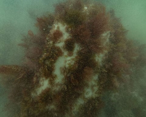 19th century shipwreck discovered off Australian coast highlights once common maritime ‘side hustle’