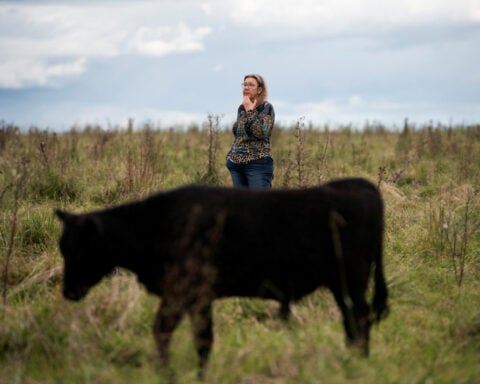 Phantom cows and missing millions spark financial scandal in Uruguay