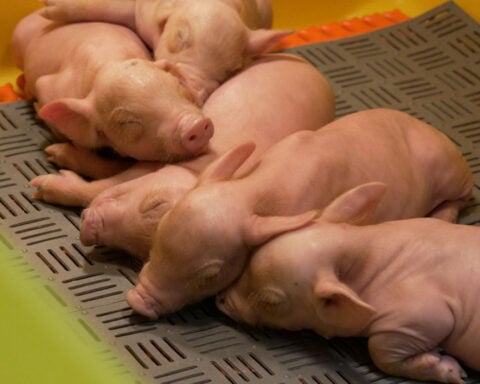 Pigs may be solution to organ shortage
