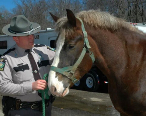 Pittsburgh Mounted Unit horse retiring after beating cancer, serving for nearly 20 years