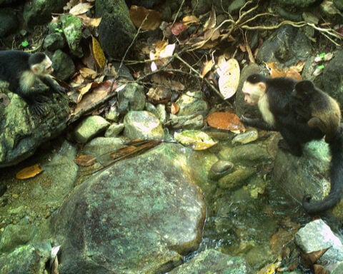 Caught on camera, capuchin monkeys kidnap howler monkey babies