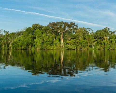Governors are leading the fight against climate change and deforestation around the world, filling a void left by presidents