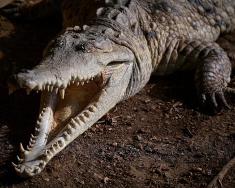 The last-ditch race to save the Orinoco crocodile