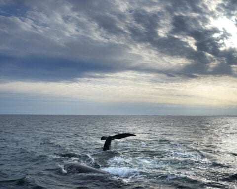 Endangered whales gave birth to few babies this year as population declines