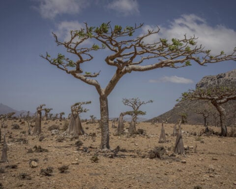 These surreal trees survived for centuries. Scientists worry for their future