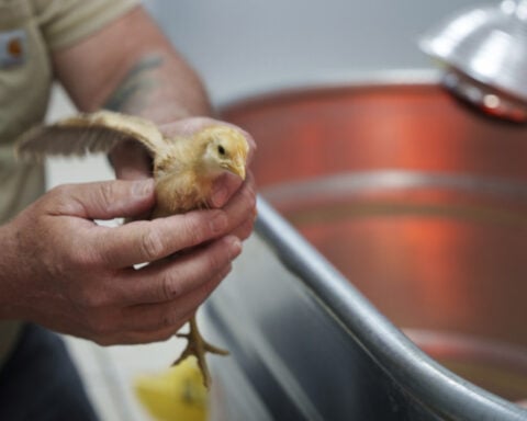 Shipment of thousands of chicks found abandoned in USPS truck now overwhelming an animal shelter