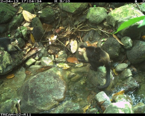Monkeys are kidnapping babies of another species on a Panamanian island, perplexing scientists