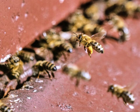 On 'World Bee Day,' the bees did not seem bothered. They should be