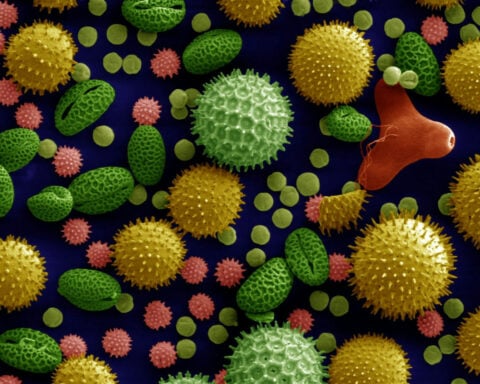 Ancient pollen reveals stories about Earth’s history, from the asteroid strike that killed the dinosaurs to the Mayan collapse