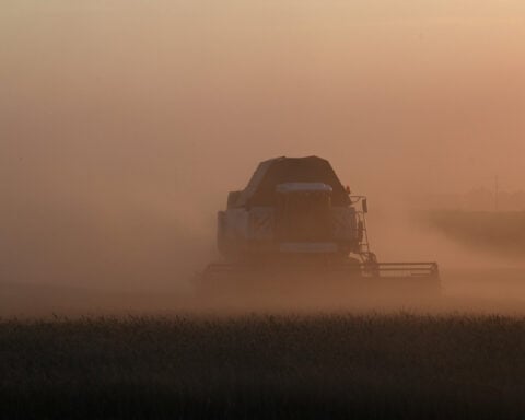 Weather set to hit harvest in Russia's largest grain region
