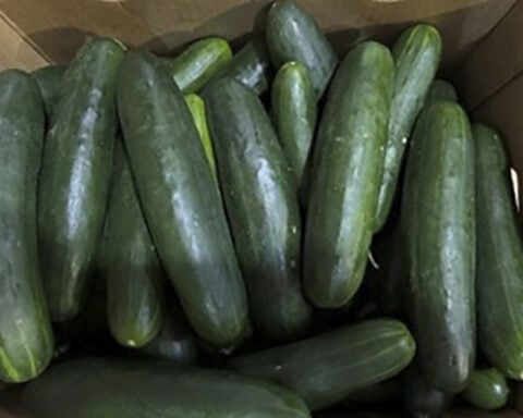 New salmonella outbreak tied to same Florida grower with tainted cucumbers last year