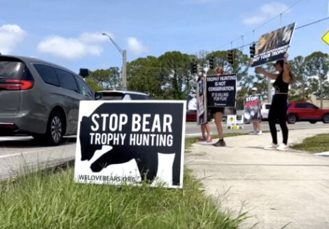 FWC weighs 'Bear Hunt' as people on both sides speak out