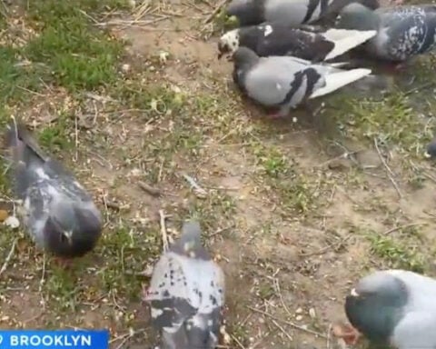 Bird lovers in Brooklyn concerned about poaching as pigeons go missing