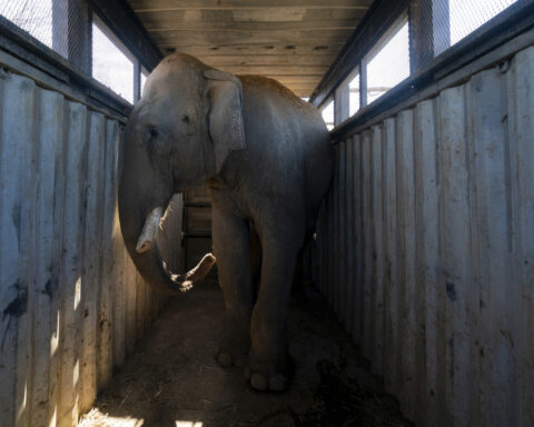 Tigers, jaguars and elephants are the latest to flee cartel violence in Mexico's Sinaloa