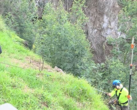 Crews rappel ravine for 'wipe out wattle,' fire-prone tree clearing near cliffside homes