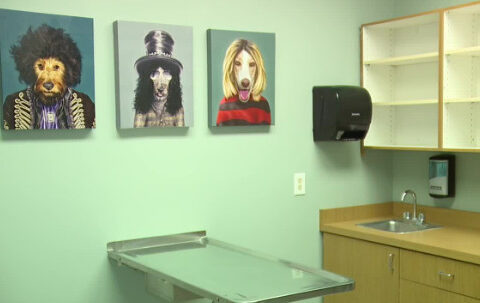 New low-cost spay and neuter clinic aims to tackle pet overpopulation