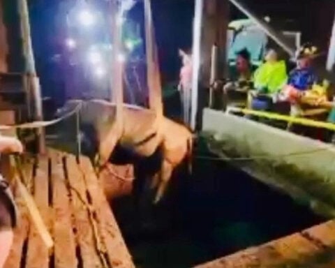 Quick-thinking and fire hose led to the rescue of a 1500+ lb. bull Friday