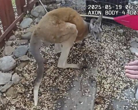 Loose pet kangaroo keeps police hopping -- again -- in a Colorado town
