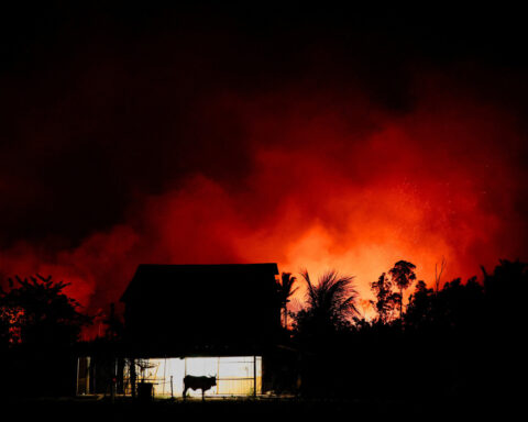 Amazon fires drive unprecedented global forest loss in 2024, report says