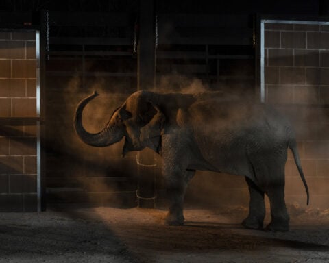 Tigers, jaguars and elephants are the latest to flee cartel violence in Mexico's Sinaloa