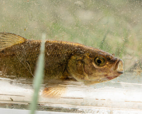 A rare olive-colored fish that exists only in Nevada could soon be listed as an endangered species