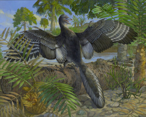 ‘Important moment in evolution’: Fossil preserves never-before-seen flight feathers in ‘first bird’