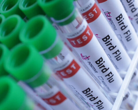 Brazil state Tocantins rules out bird flu in commercial flock