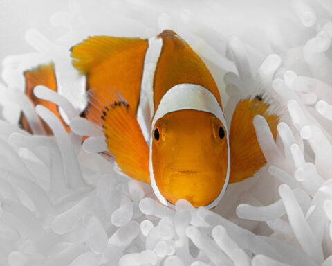 Clownfish shrink their bodies to survive ocean heat waves