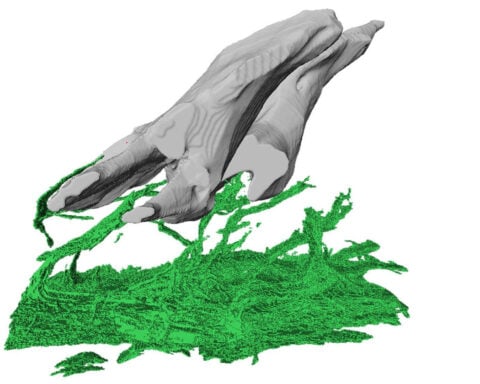 Bumps on ancient, armored fish may have given rise to teeth in animals, study finds