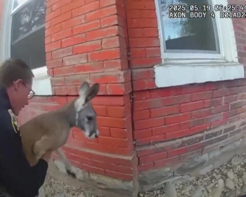 Police in southwestern Colorado capture kangaroo on the loose- for the second time