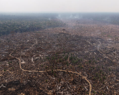 EU brands just four countries as 'high risk' under deforestation law