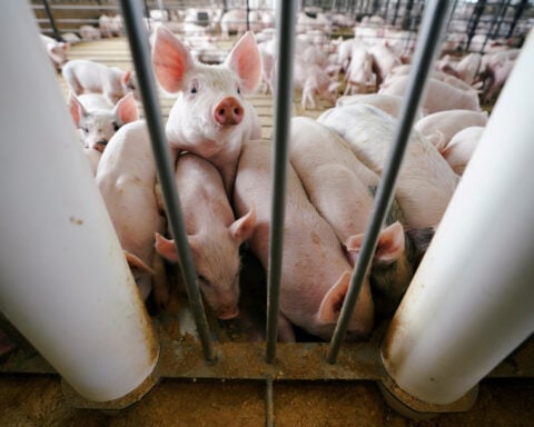 Pigs can't fly: US high-end livestock breeders lose millions in China tariff fallout