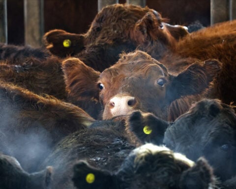 Where's the beef? Argentine steak exports slide as strong peso inflates costs