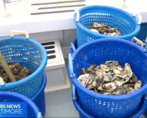 Oysters planted near Key Bridge collapse site in effort to clean Maryland waterways