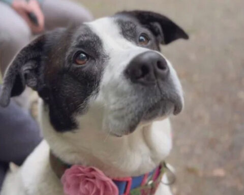 Dogs rescued from poor conditions a year ago now available for adoption in Massachusetts