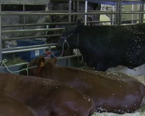 How the Sacramento County Fair has been impacted by bird flu
