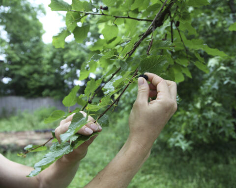 Bored with manicured lawns, some homeowners adopt No Mow May all year long