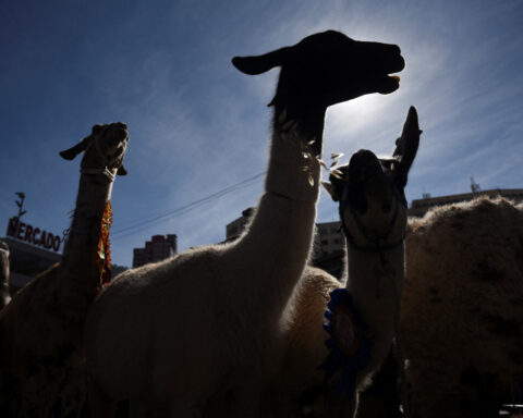 Heroes of the high plateau: UN celebrates South America's camelids