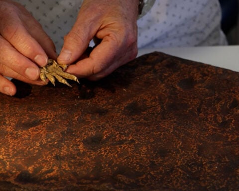 Tiny clawed tracks left in ancient mud are the oldest reptile footprints