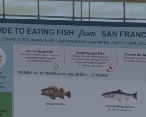 New study of San Francisco Bay fish confirms concentrations of PFAS aka 'forever chemicals'
