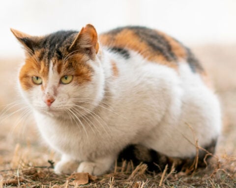 What’s so special about orange cats? Turns out they’re freaks of nature