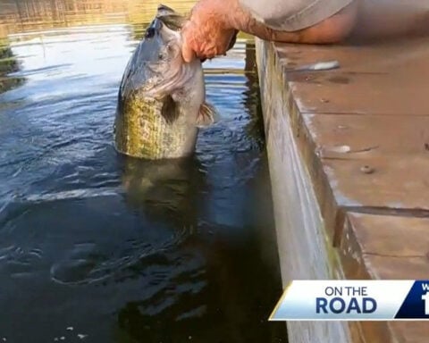 Man catches fish with his hands, reeling in viral fame and timeless stories