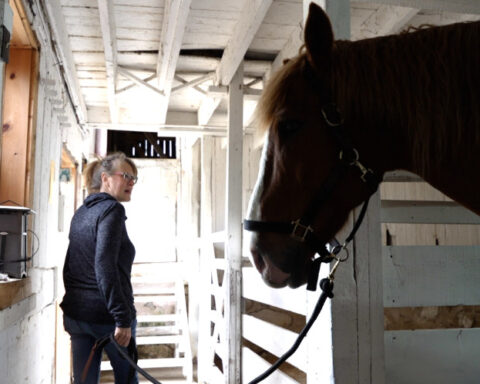 Healing horses: Inside a unique therapy method