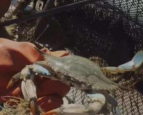 Maryland's Chesapeake Bay sees concerning drop in blue crab population