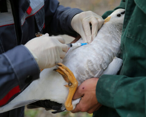 Animal health body says vaccines needed to protect humans and trade