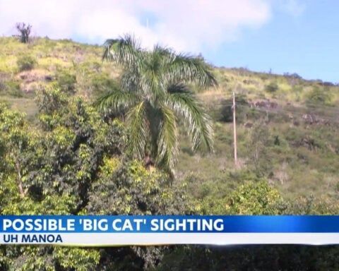 Potentially dangerous wild animal reportedly spotted around the UH Manoa campus