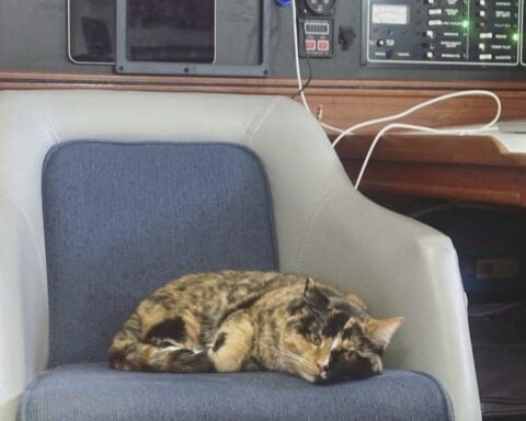 An Oregon man who quit his job to set sail with his cat arrives to cheering fans in Hawaii