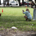Wild chickens take over Miami while some embrace roosters as a cultural symbol